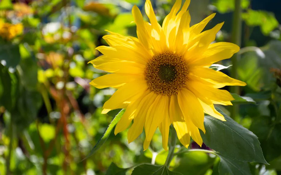 Les plantes grimpantes, un parasol naturel pour protéger les cultures de la chaleur