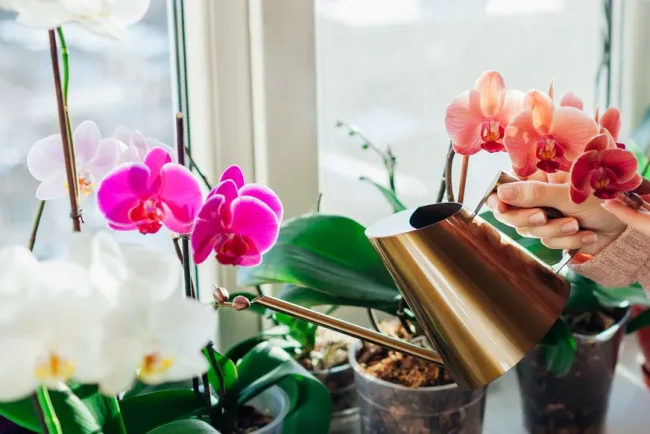 Les secrets pour faire pousser une orchidée en bonne santé : comprendre l'importance de l'arrosage