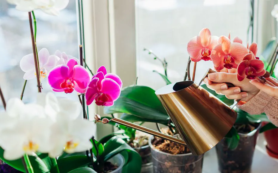 Les secrets pour faire pousser une orchidée en bonne santé : comprendre l'importance de l'arrosage