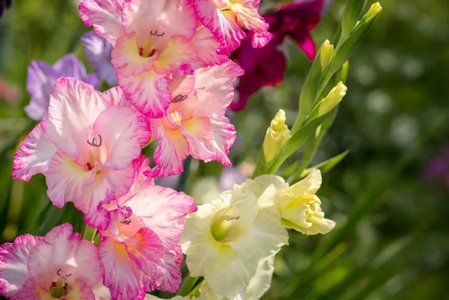 Les subtils Thrips : un ennemi caché dans nos jardins