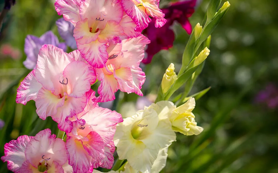 Les subtils Thrips : un ennemi caché dans nos jardins