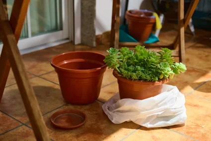 Les visiteurs du Japon menacent la santé de nos jardins