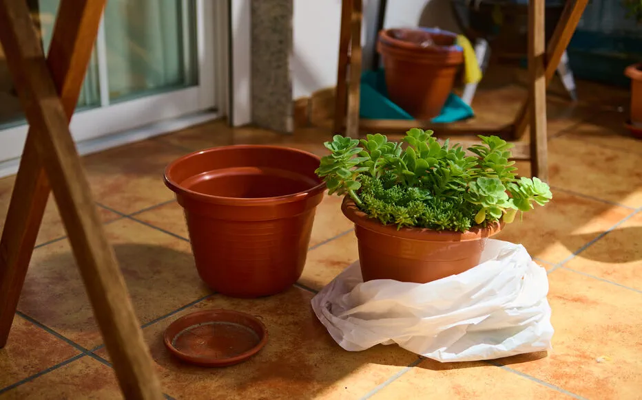 Les visiteurs du Japon menacent la santé de nos jardins