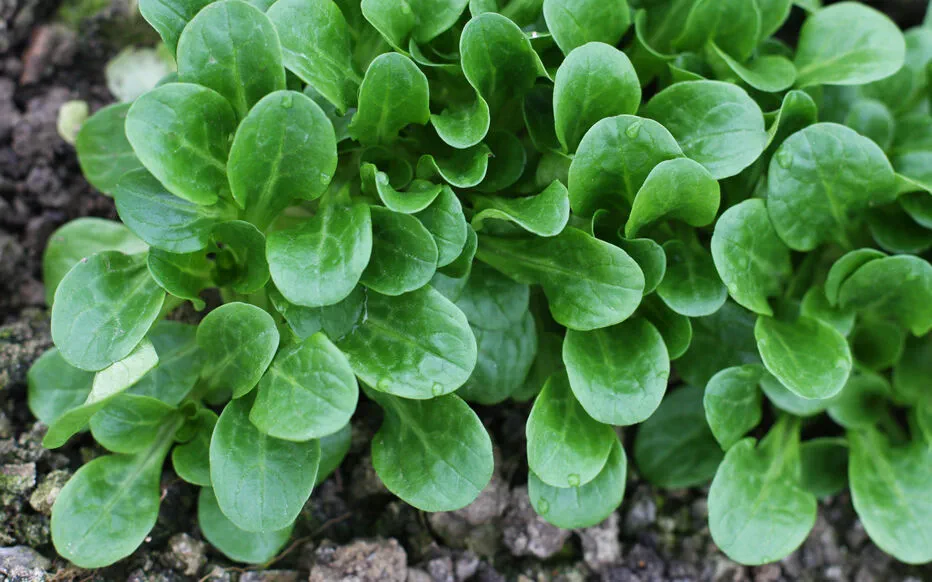 Optimisez votre potager avec des cultures d'été précoces