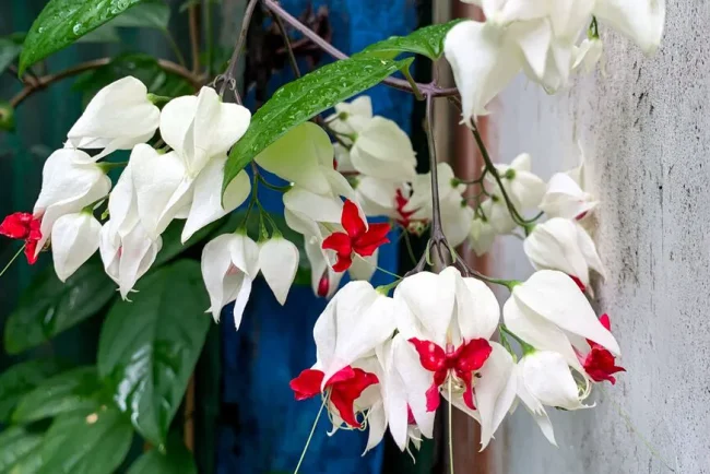 Plantes d'intérieur : découvrez ces 3 variétés originales pour un intérieur unique