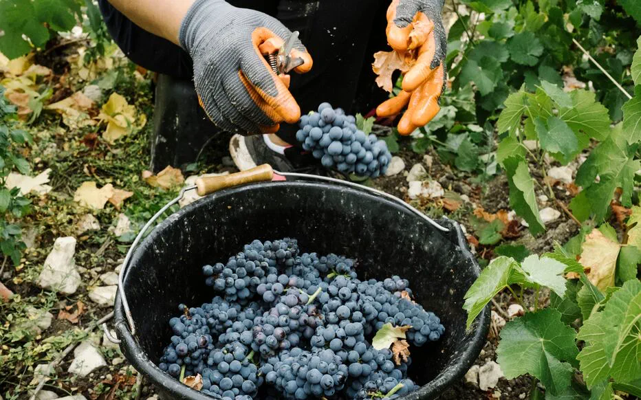 Pratiques inhumaines et esclavage moderne lors des vendanges en Champagne