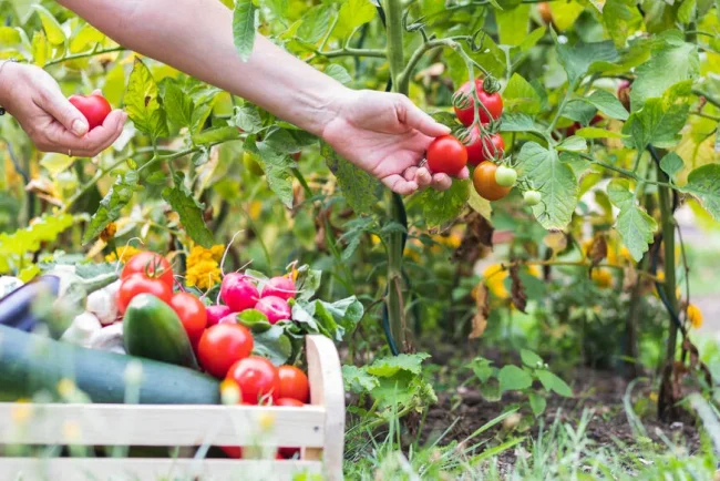 Préparez votre jardin pendant vos vacances cet été