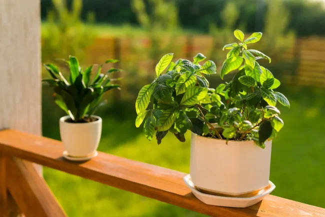 Protéger les plantes en pot des fortes chaleurs tropicales