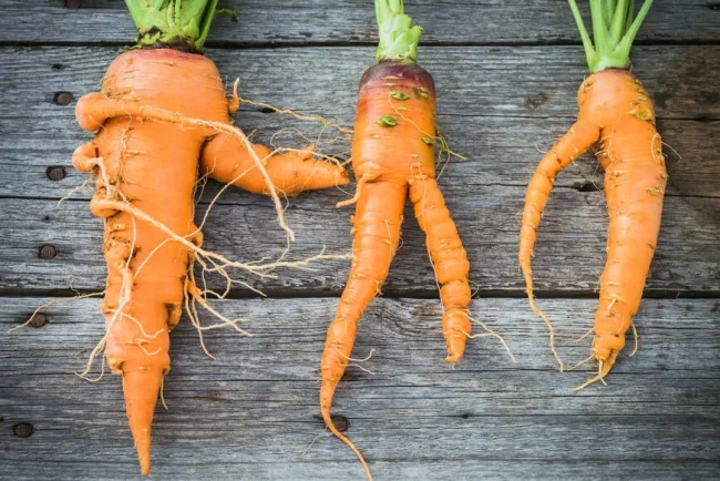 Réduire le gaspillage alimentaire : des astuces pour sauver les récoltes