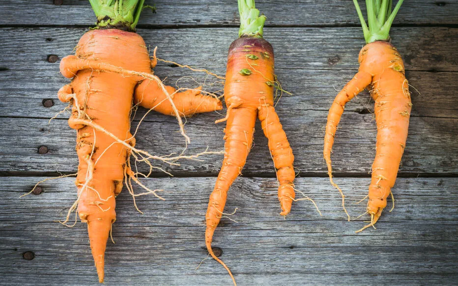 Réduire le gaspillage alimentaire : des astuces pour sauver les récoltes