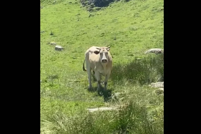 Rencontre tendue avec une vache têtue en randonnée