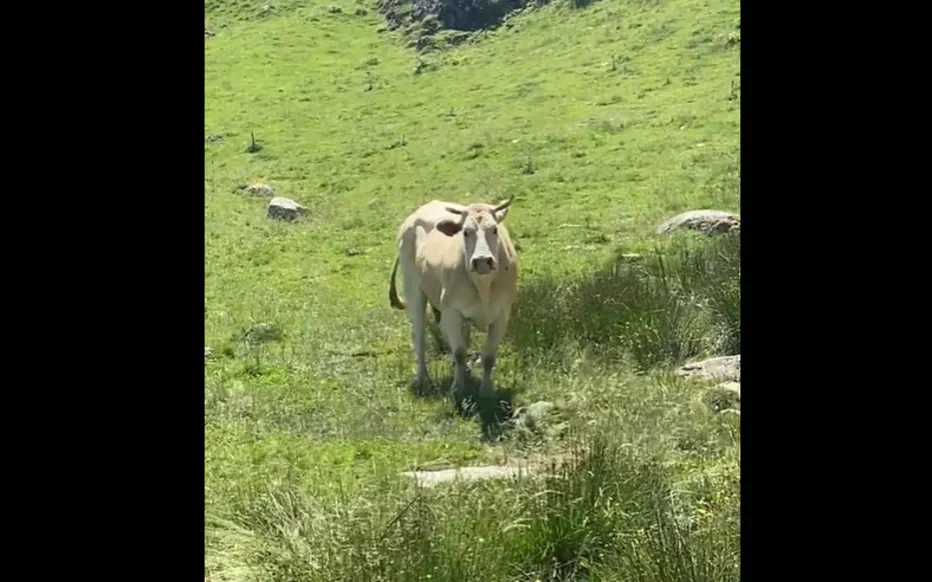 Rencontre tendue avec une vache têtue en randonnée