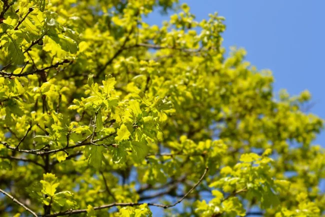 Sècheresse et menaces sur l'épicéa : conseils d'eaufrance