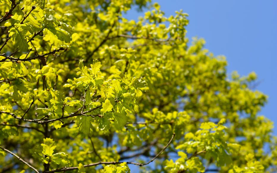 Sècheresse et menaces sur l'épicéa : conseils d'eaufrance