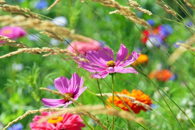 Transformez votre jardin en un havre de beauté naturelle : l'art de la prairie fleurie
