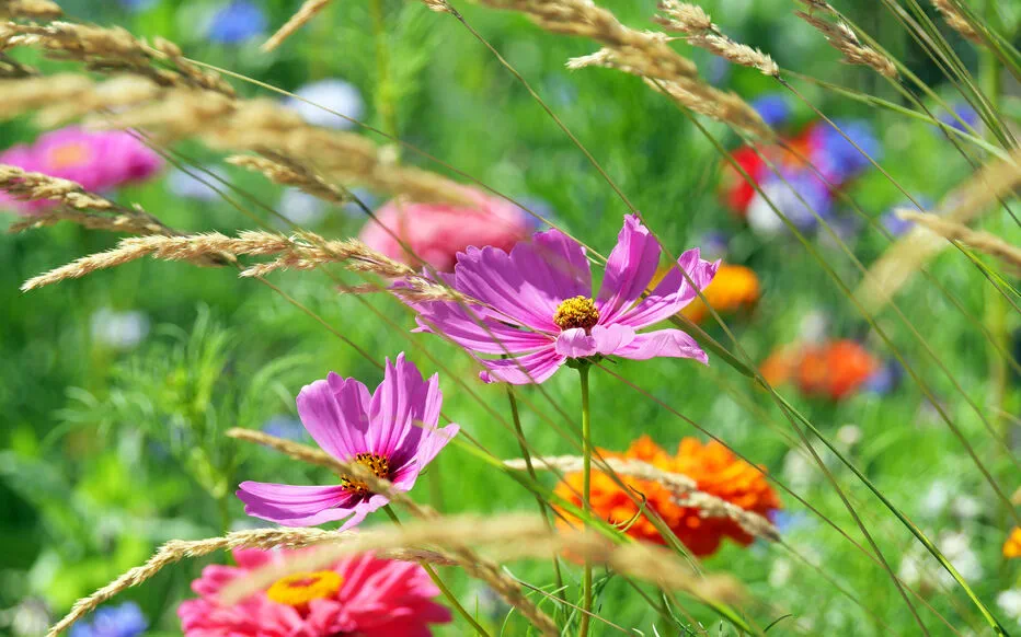 Transformez votre jardin en un havre de beauté naturelle : l'art de la prairie fleurie