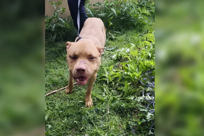 Un jeune Guyanais incarcéré pour actes de torture sur ses chiens