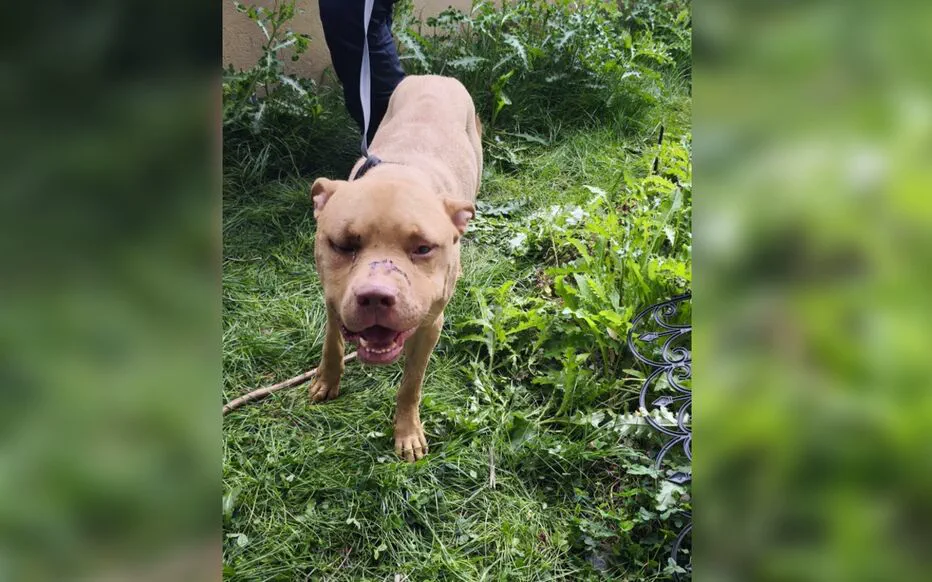 Un jeune Guyanais incarcéré pour actes de torture sur ses chiens