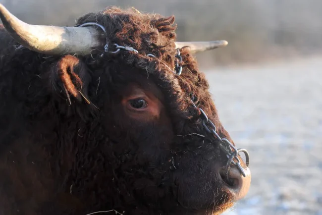 Un taureau fugitif seme le chaos et vole un sac sur une plage de Corse