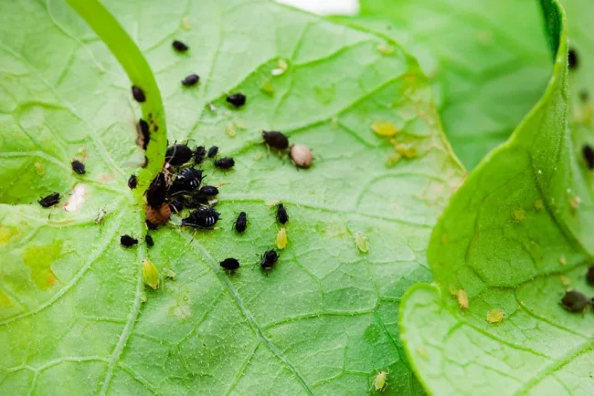 Attirez-les avec des capucines : un moyen naturel d'éloigner les pucerons de vos tomates