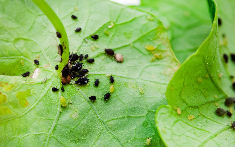 Attirez-les avec des capucines : un moyen naturel d'éloigner les pucerons de vos tomates