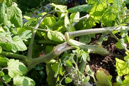 Comment sauver votre jardin après une tempête ?