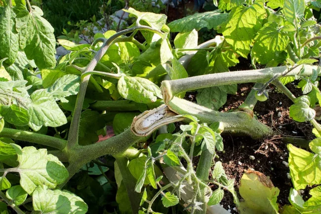 Comment sauver votre jardin après une tempête ?