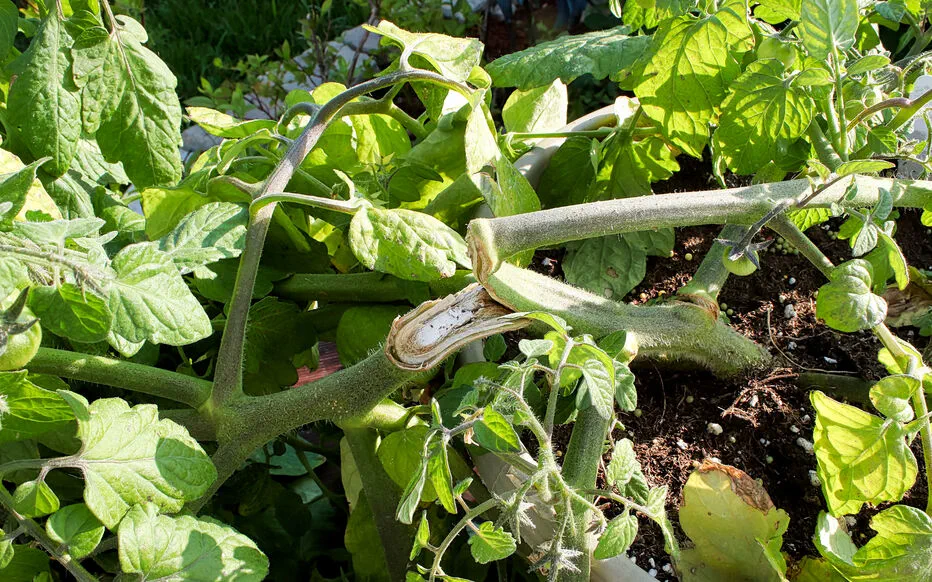 Comment sauver votre jardin après une tempête ?