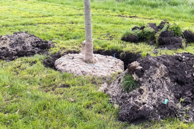 Comment transplanter un arbre sans le sacrifier