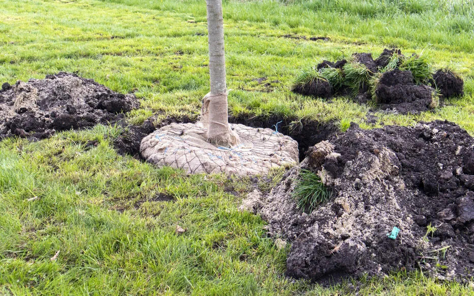 Comment transplanter un arbre sans le sacrifier