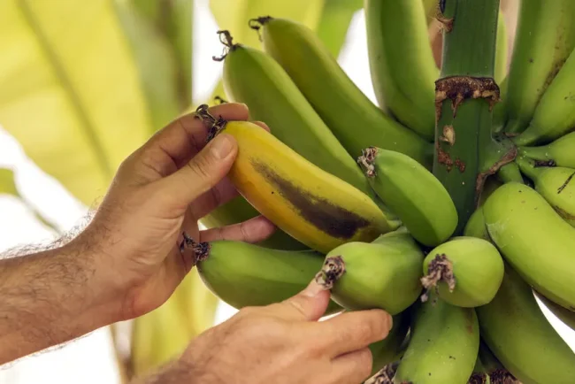 Culturer des bananes dans le sud de la France : une aventure fruitière