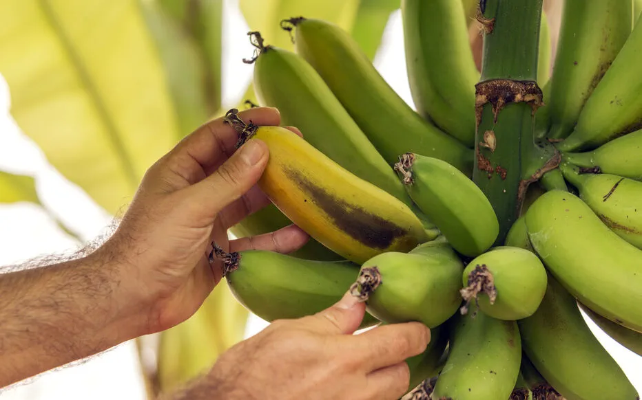 Culturer des bananes dans le sud de la France : une aventure fruitière