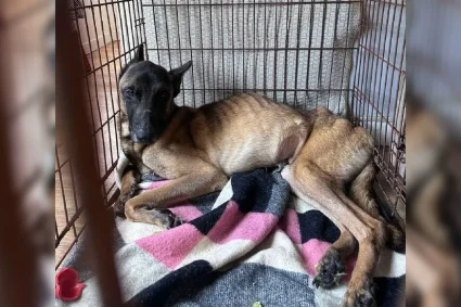 Découverte choquante d’un apartment rempli d’animaux en France