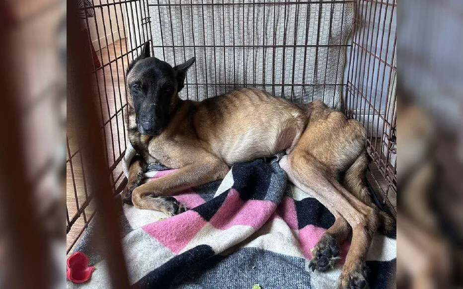 Découverte choquante d'un apartment rempli d'animaux en France