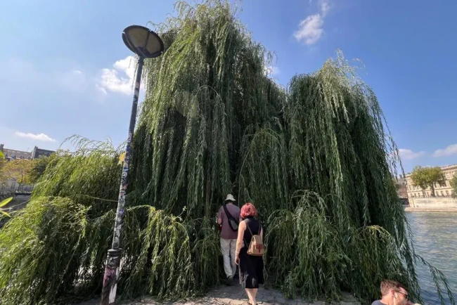 Des arbres remarquables : une histoire d'amour entre un homme et la nature