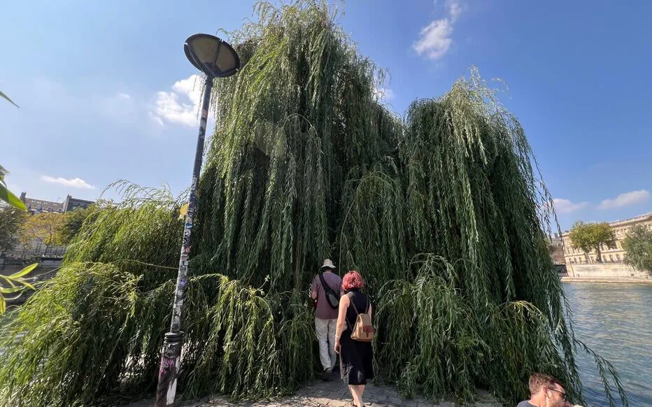 Des arbres remarquables : une histoire d'amour entre un homme et la nature