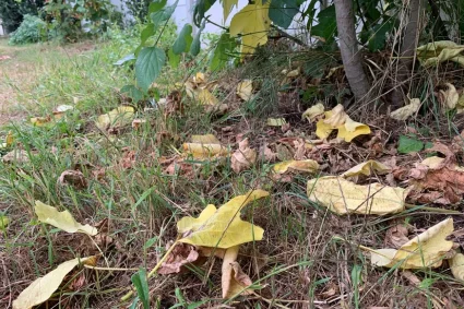 Des couleurs vives dans nos forêts : un aperçu du changement climatique