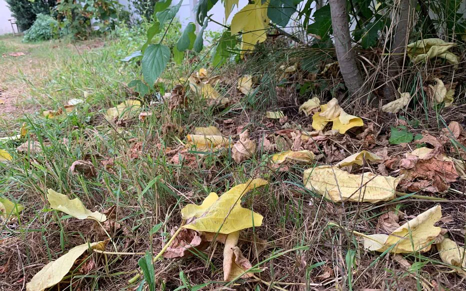 Des couleurs vives dans nos forêts : un aperçu du changement climatique
