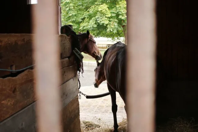 Des crimes contre les animaux choquent la région normande