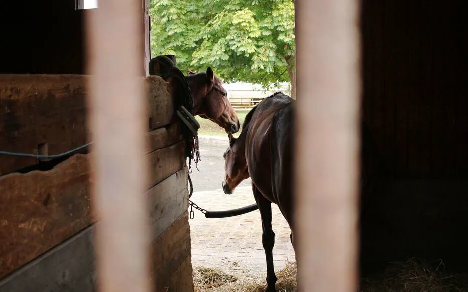Des crimes contre les animaux choquent la région normande