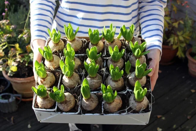 Diviser et multiplier : l'art simple de faire pousser des bulbes