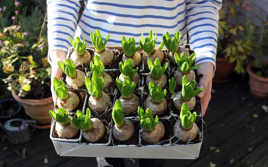 Diviser et multiplier : l'art simple de faire pousser des bulbes