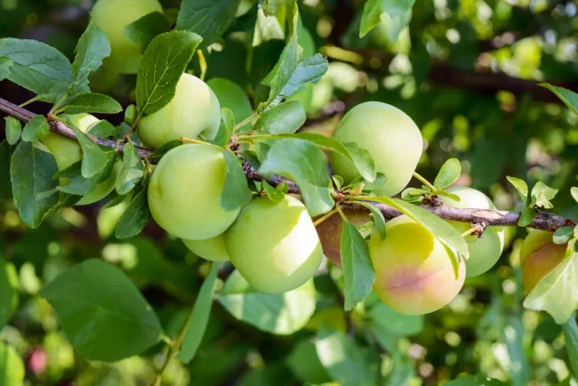 Été, une saison festive pour les amateurs de fruits et légumes