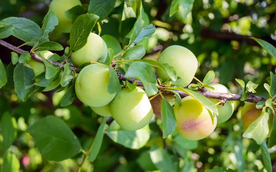 Été, une saison festive pour les amateurs de fruits et légumes