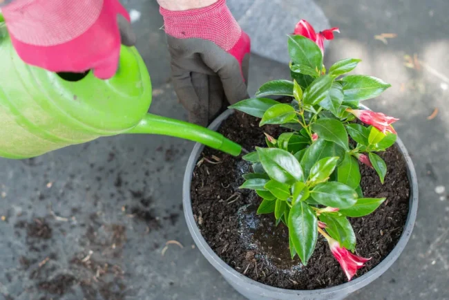 Filtrer l'eau avec une chaussette pour un jardin en bonne santé