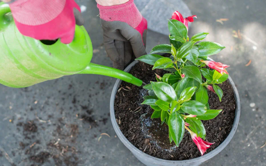 Filtrer l'eau avec une chaussette pour un jardin en bonne santé