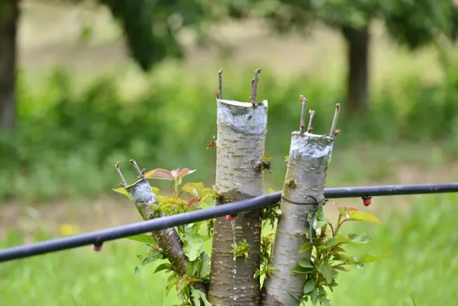 Greffe en incrustation : une méthode simple pour multiplier les plantes