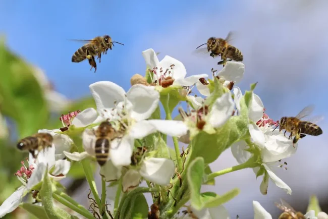 Guêpes, frelons et abeilles : des cousins avec des différences marquées
