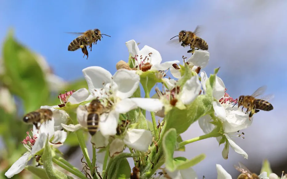Guêpes, frelons et abeilles : des cousins avec des différences marquées