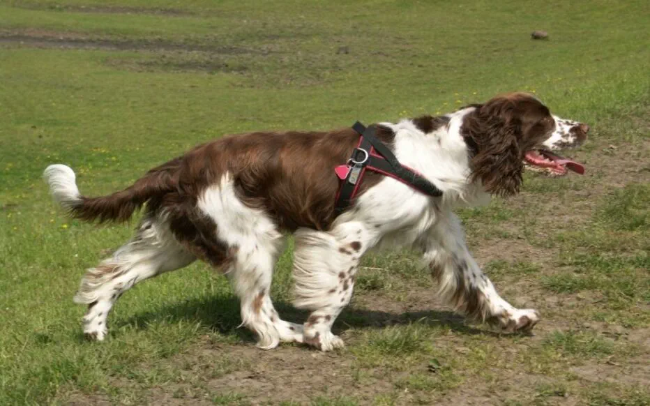 La chienne Héra se réconcilie avec son propriétaire après 12 ans